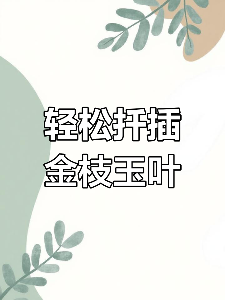 金枝玉叶扦插技巧,四季皆宜