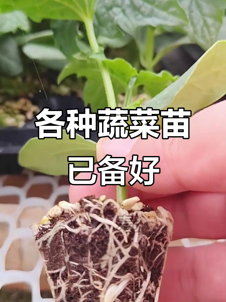 春天到来,蔬菜苗开始发货!番茄、辣椒等一应俱全