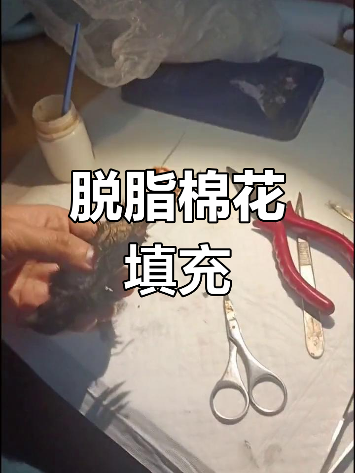 小鸡标本制作全过程
