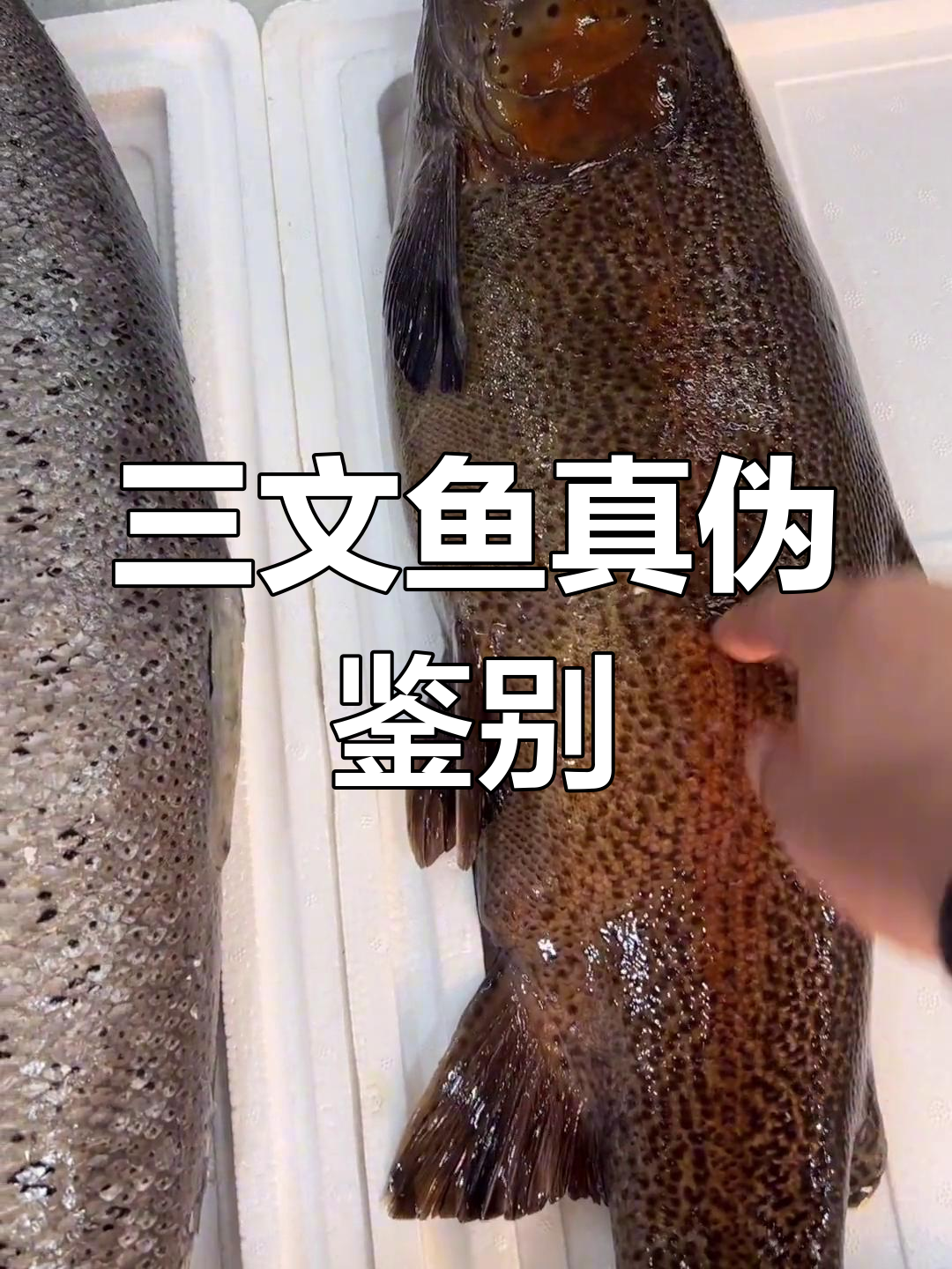如何辨别真假三文鱼