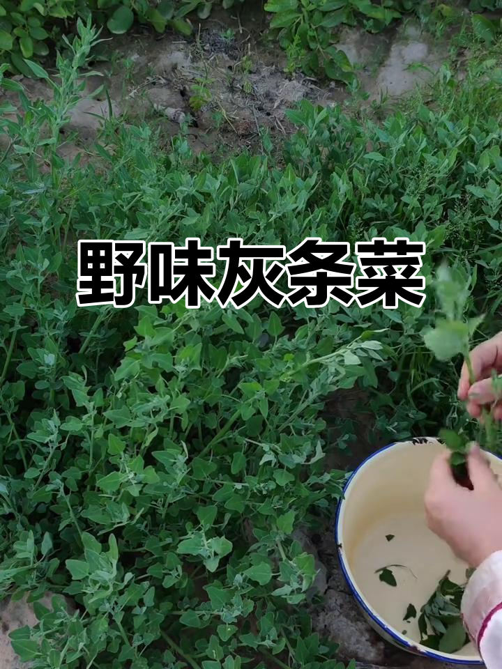 田间野菜丰富,教你做灰条菜的美味吃法!