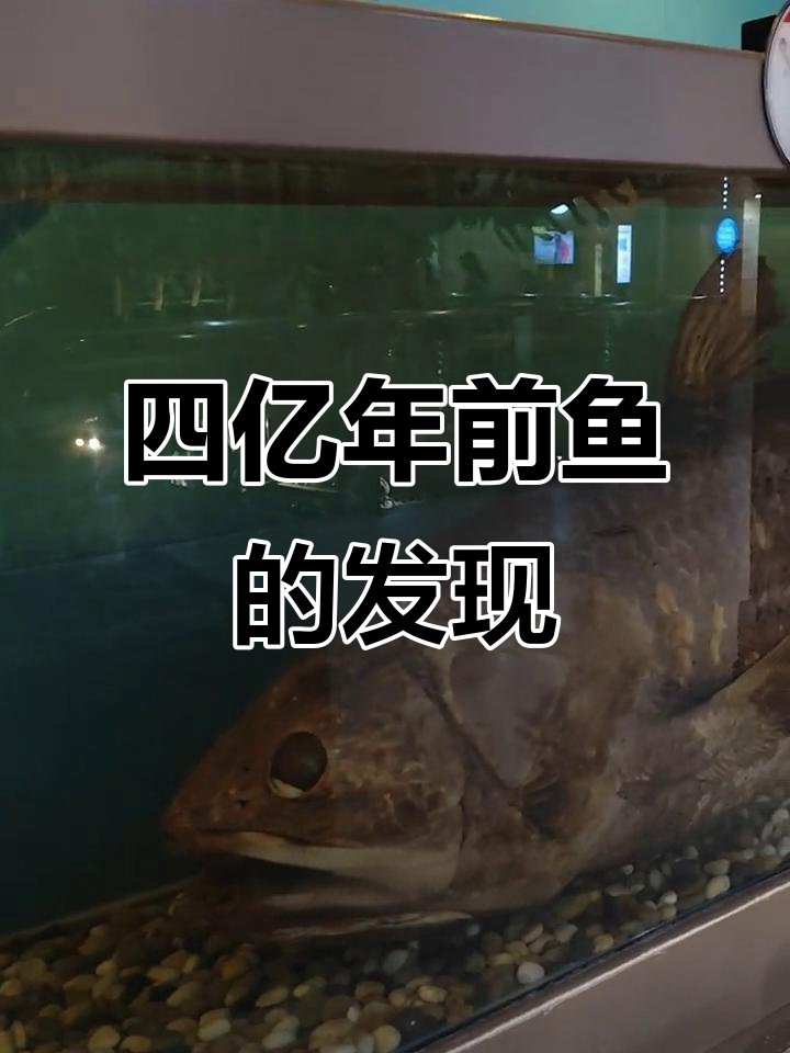 非洲“活化石”鱼重现,四亿年历史竟被捕获