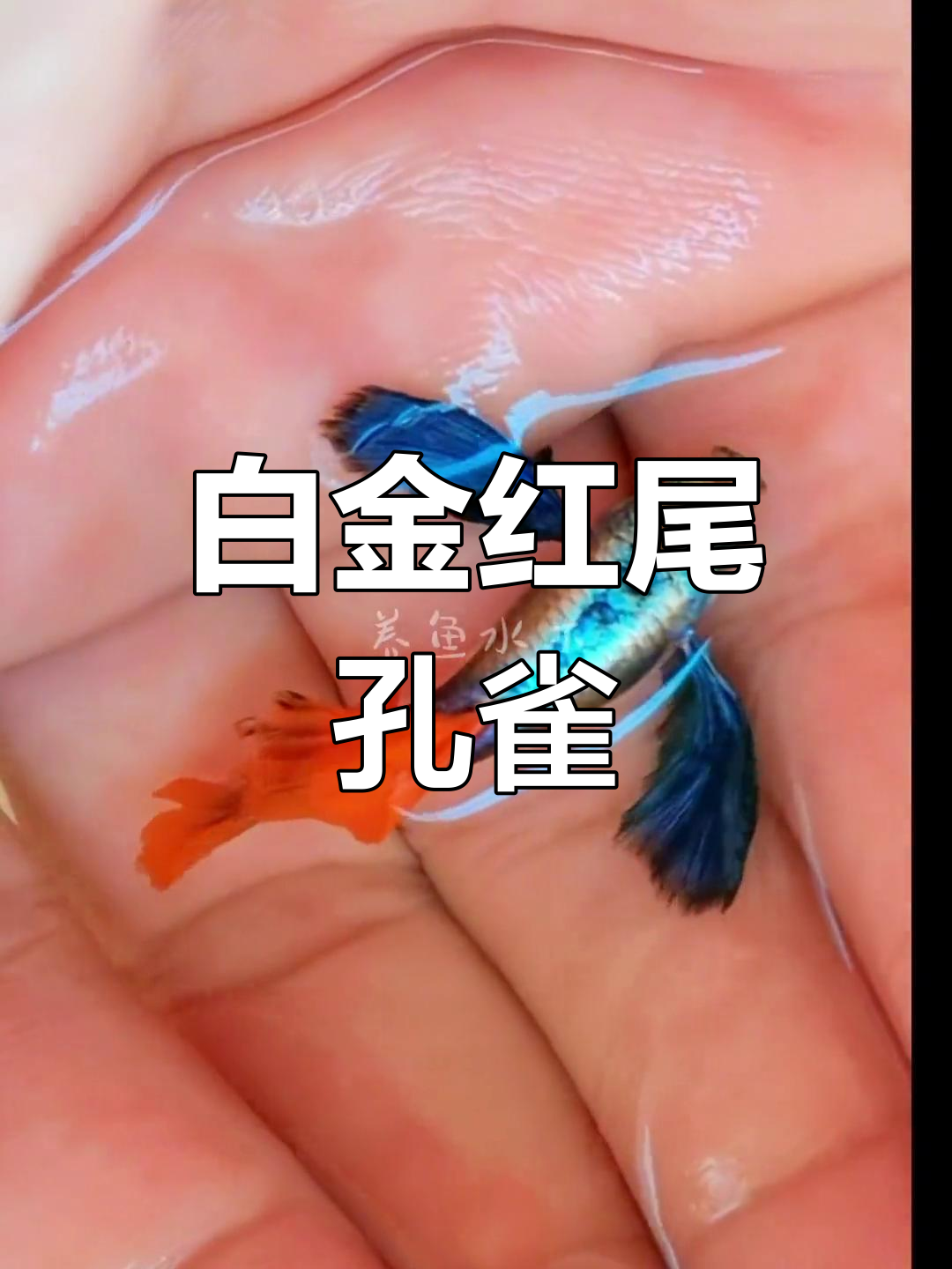 泰系白金红尾孔雀鱼,色彩之美