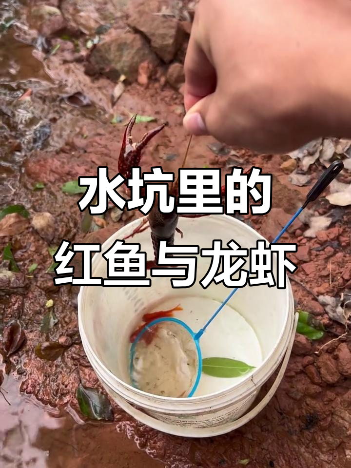 洗手时意外发现小红鱼和澳洲大龙虾，水坑里藏惊喜