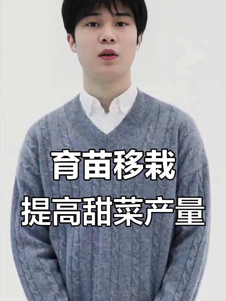 甜菜育苗移栽成本高,但产量大幅提升