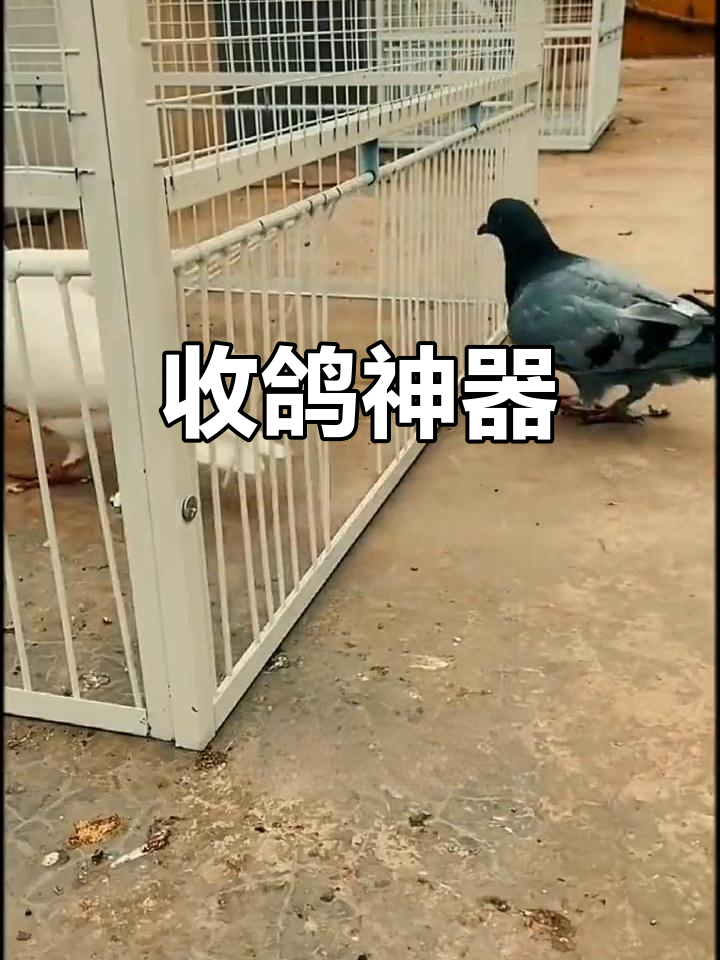 鸽子养殖必备笼子,天窗设计让收鸽更方便