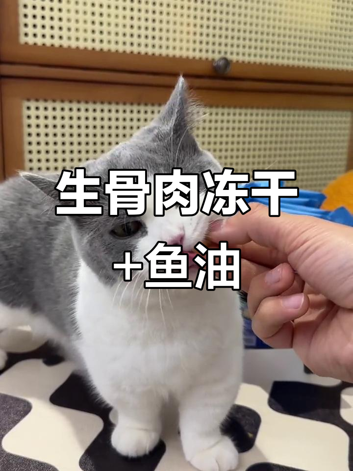 鱼油胶囊猫咪不吃,但生骨肉冻干搭配挪威三文鱼油效果惊人