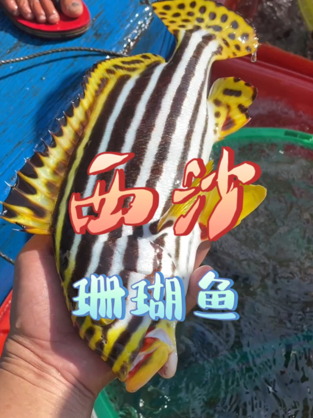 西沙群岛各类珊瑚鱼
