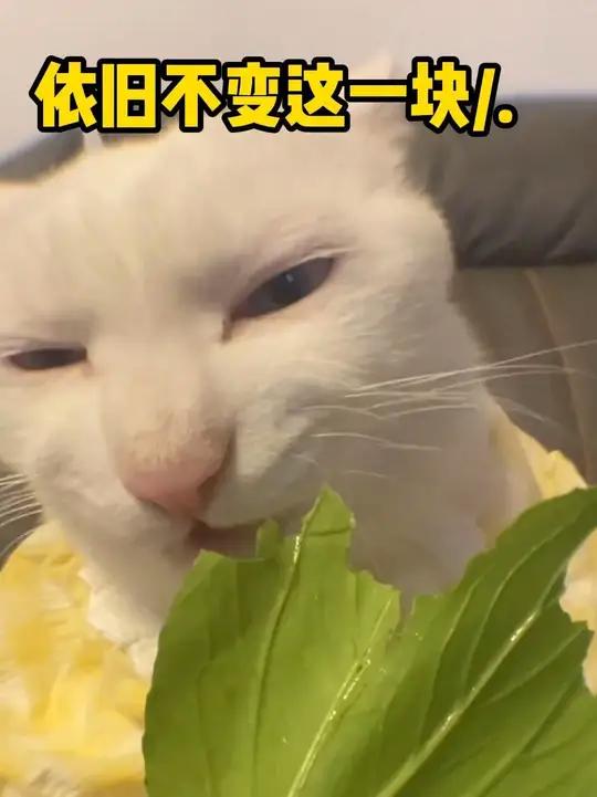 请交出你们猥琐玉米茂密表情包 玉米猫抽象搞笑玉米猫表情包猫咪