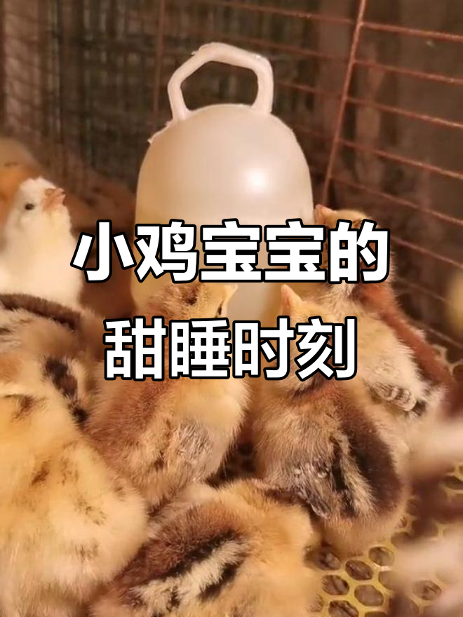 小鸡宝宝睡觉最可爱,萌态十足!