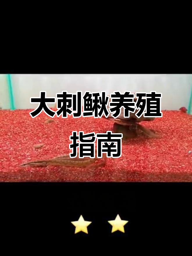 温和大刺鳅,轻松饲养的杂食性鱼类