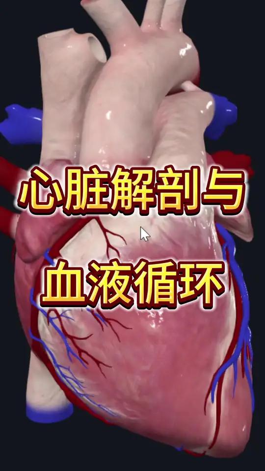 心脏解剖与血液循环