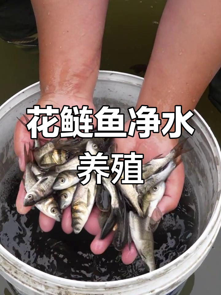 花鲢鱼:净化水质,提升存活率的滤食性鱼类
