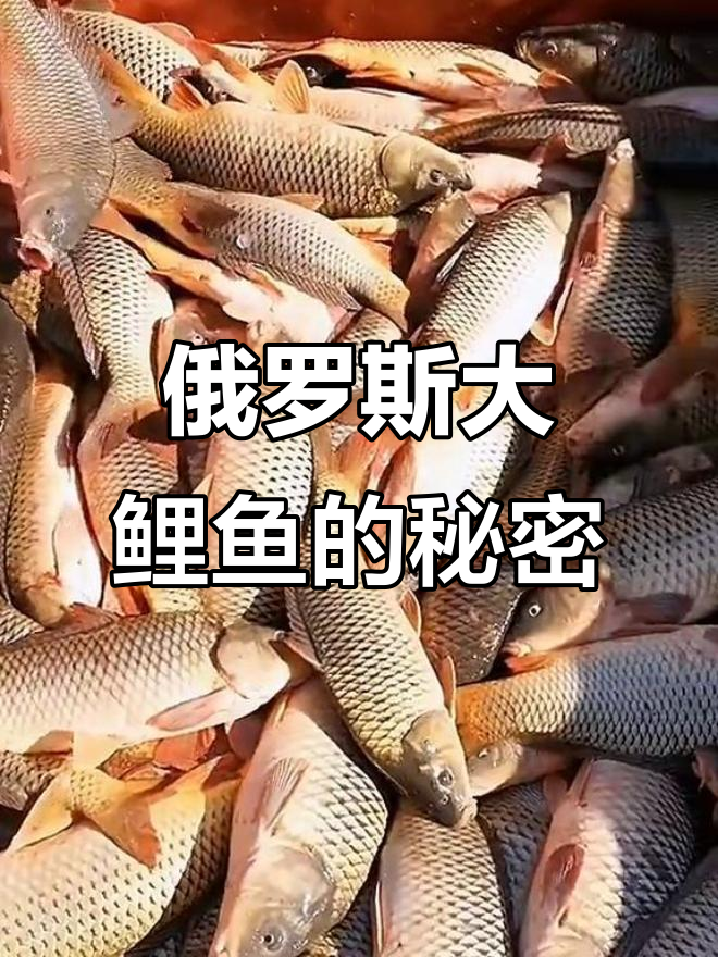 俄罗斯野生大鲤鱼:品质上乘,捕捞量惊人