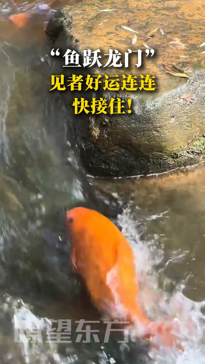 “鱼跃龙门”的祝福送给你！