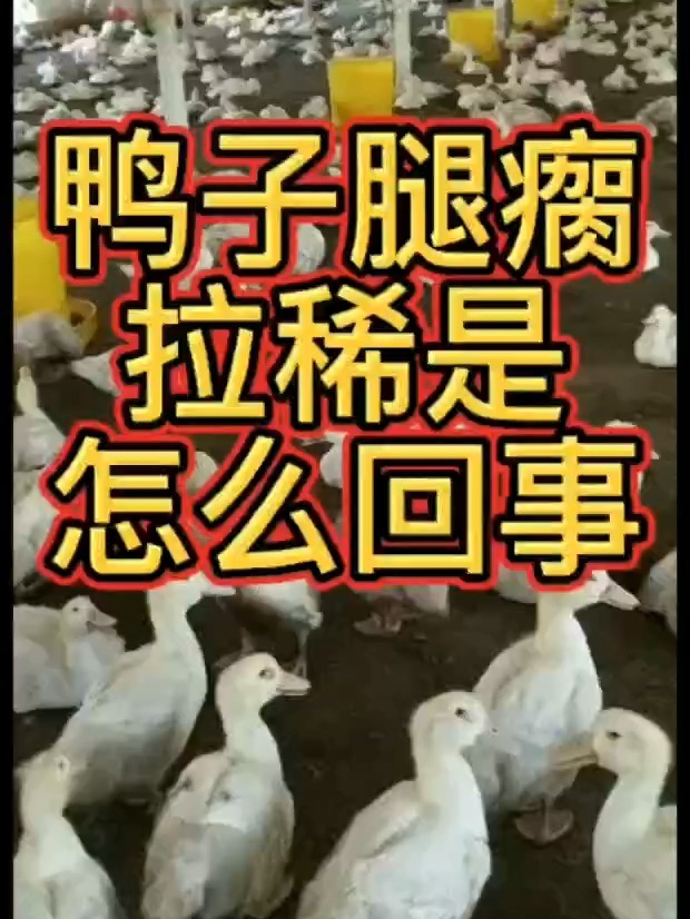 鸭子脚瘸了用什么药 鸭子腿瘸了是怎么回事