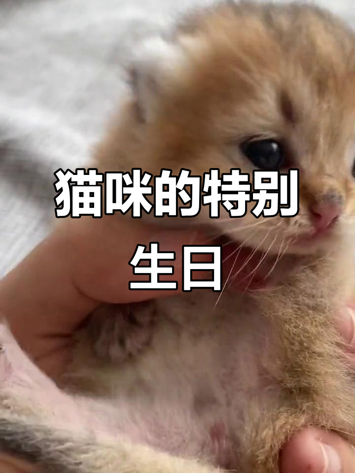 猫咪生日,姥爷代吃蛋糕,猫条过年才享!