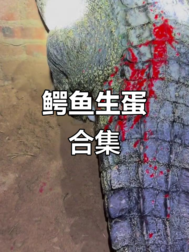 鳄鱼生蛋大作战,竟然这么搞笑!
