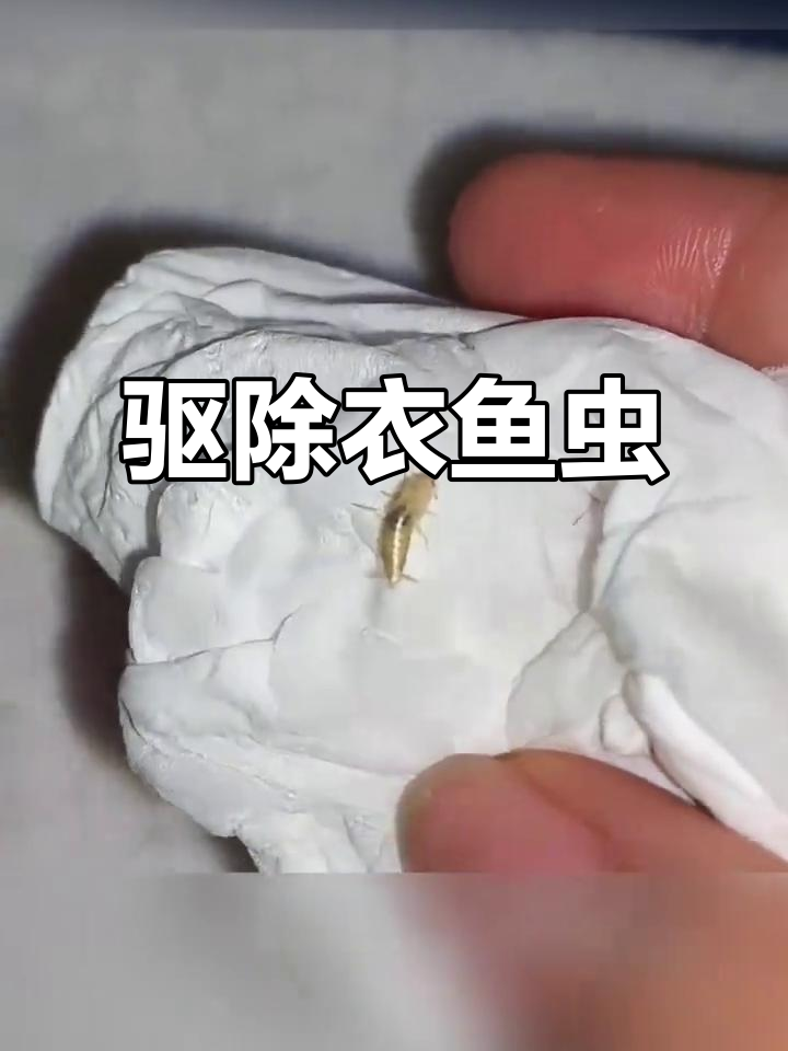 衣鱼虫困扰?轻松清除,保护衣物无痕!