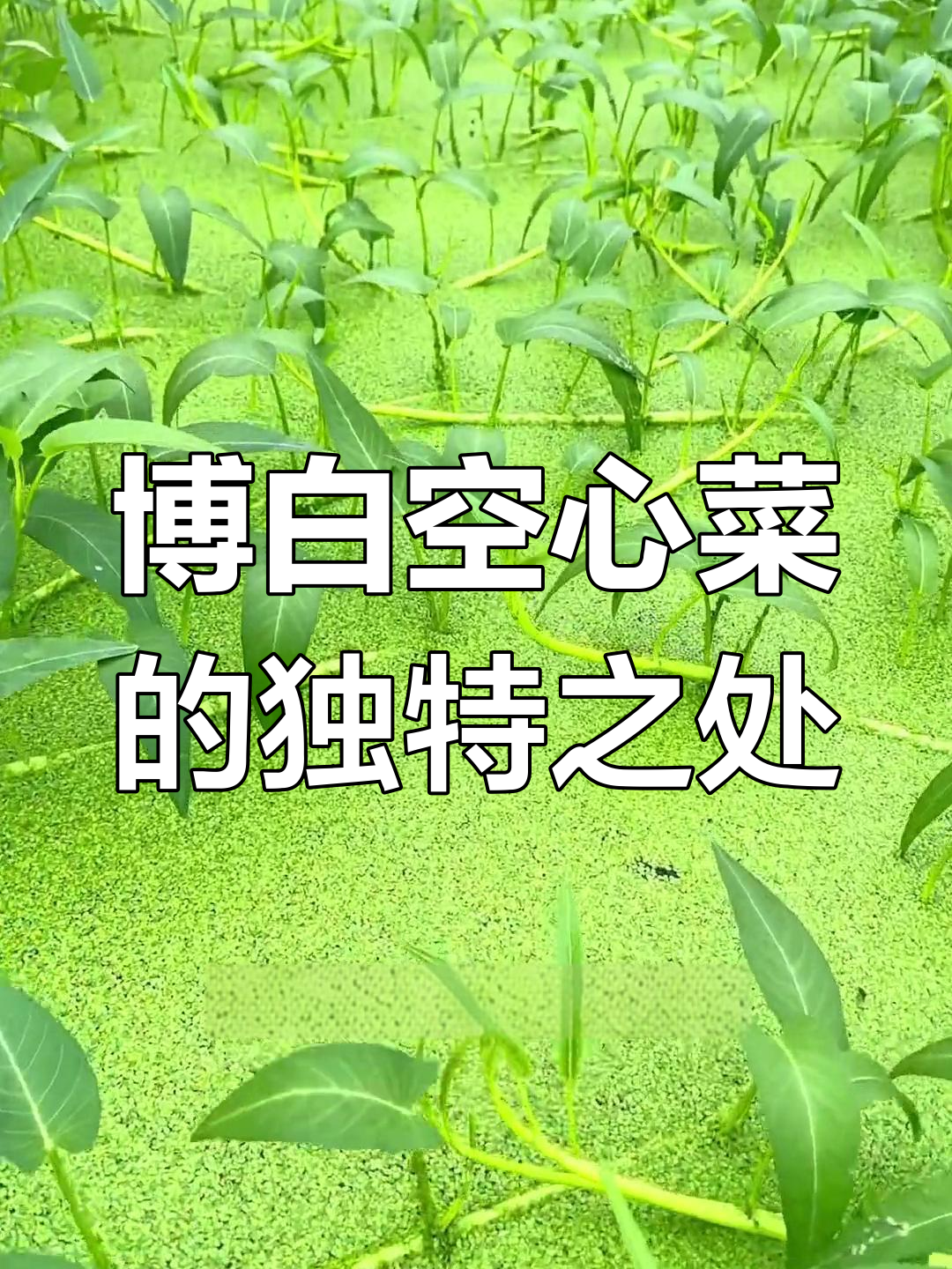 博白空心菜:广西特产的地理标志性蔬菜