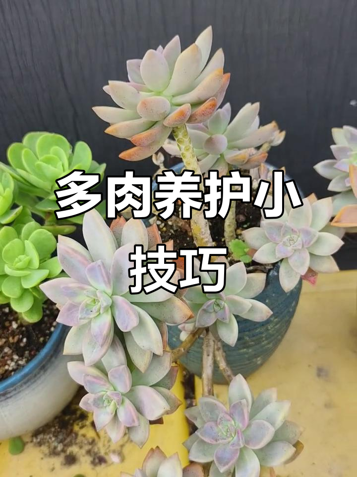轻松养好多肉，叶片掉下也能成盆