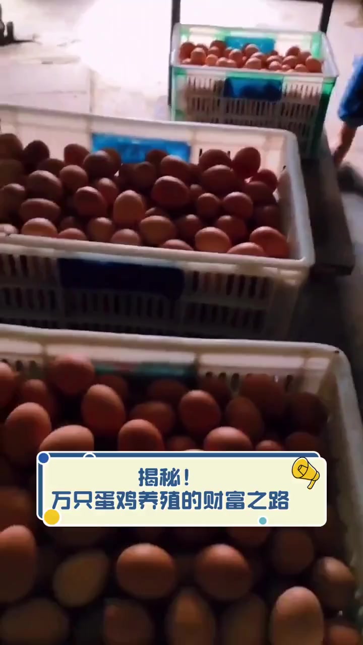 揭秘!万只蛋鸡养殖的财富之路