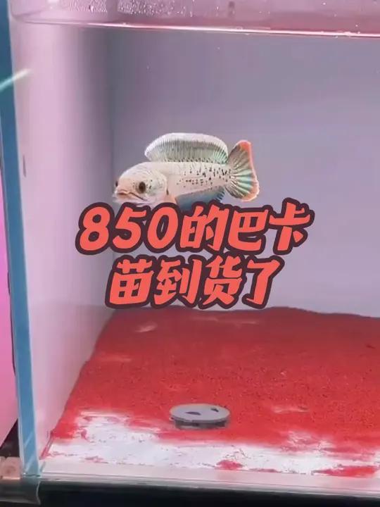 850的巴卡苗 巴卡虽然好,买鱼需谨慎 巴卡雷龙 雷龙鱼 养鱼日记 雷龙鱼苗饲养方法 黄金