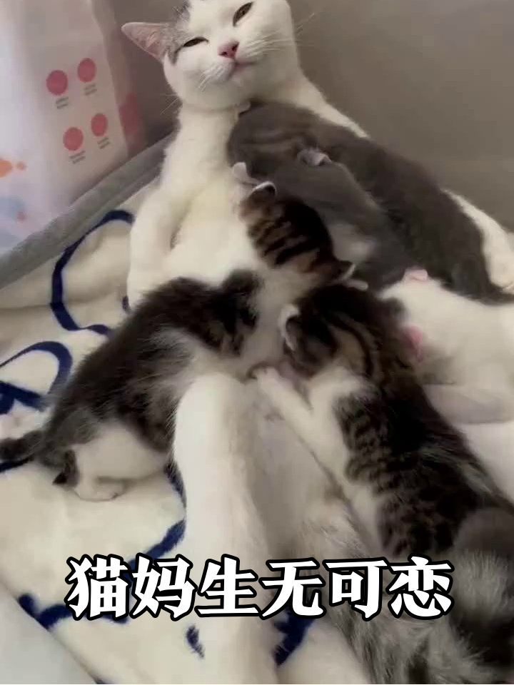 猫妈喂奶现场：小奶猫埋头狂炫，猫妈表情亮了