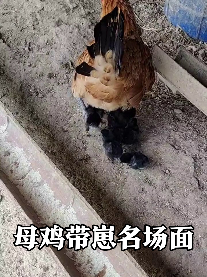 母鸡带崽觅食 小鸡寸步不离萌翻了