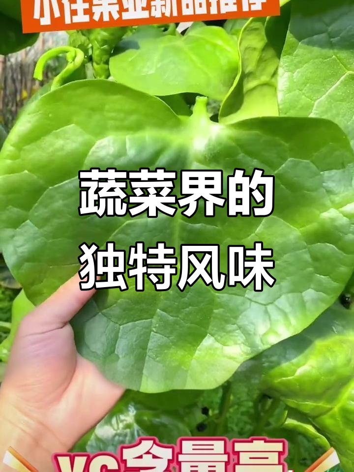 银川蔬菜中的“榴莲”,爱它的人欲罢不能,讨厌者避之不及