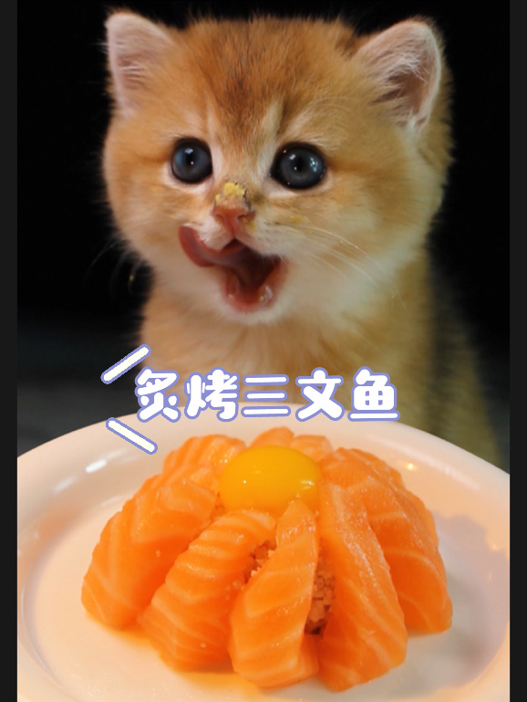 米其林猫饭之炙烤三文鱼