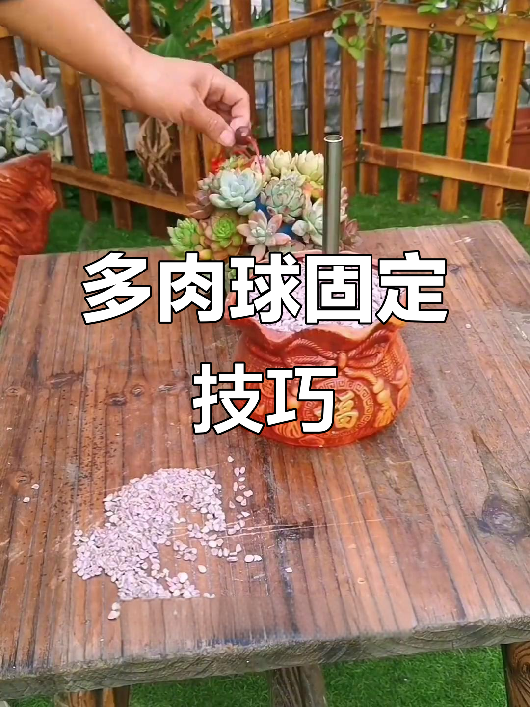 棒棒糖多肉固定有妙招,泡沫、胶水或铁板都能轻松搞定