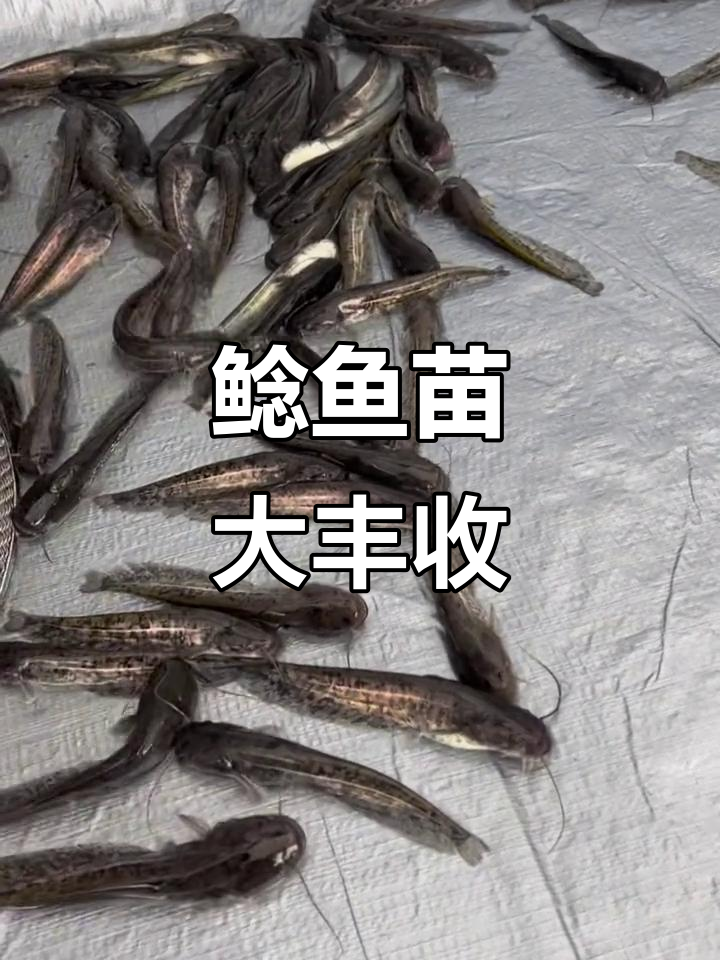 水产养殖:大量鲶鱼苗孵化成功,未来市场前景看好