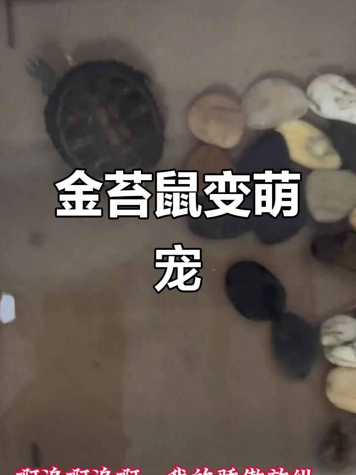 金苔鼠误吃乌龟,水质没净化成却成了“宠物”