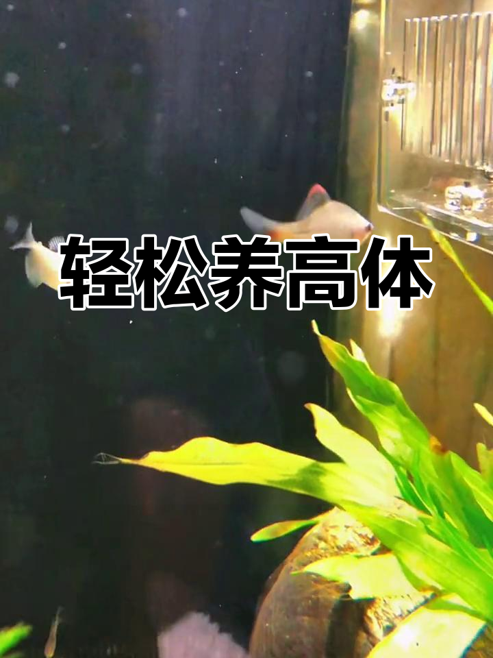 高体鳑鲏:原生鱼中的佼佼者