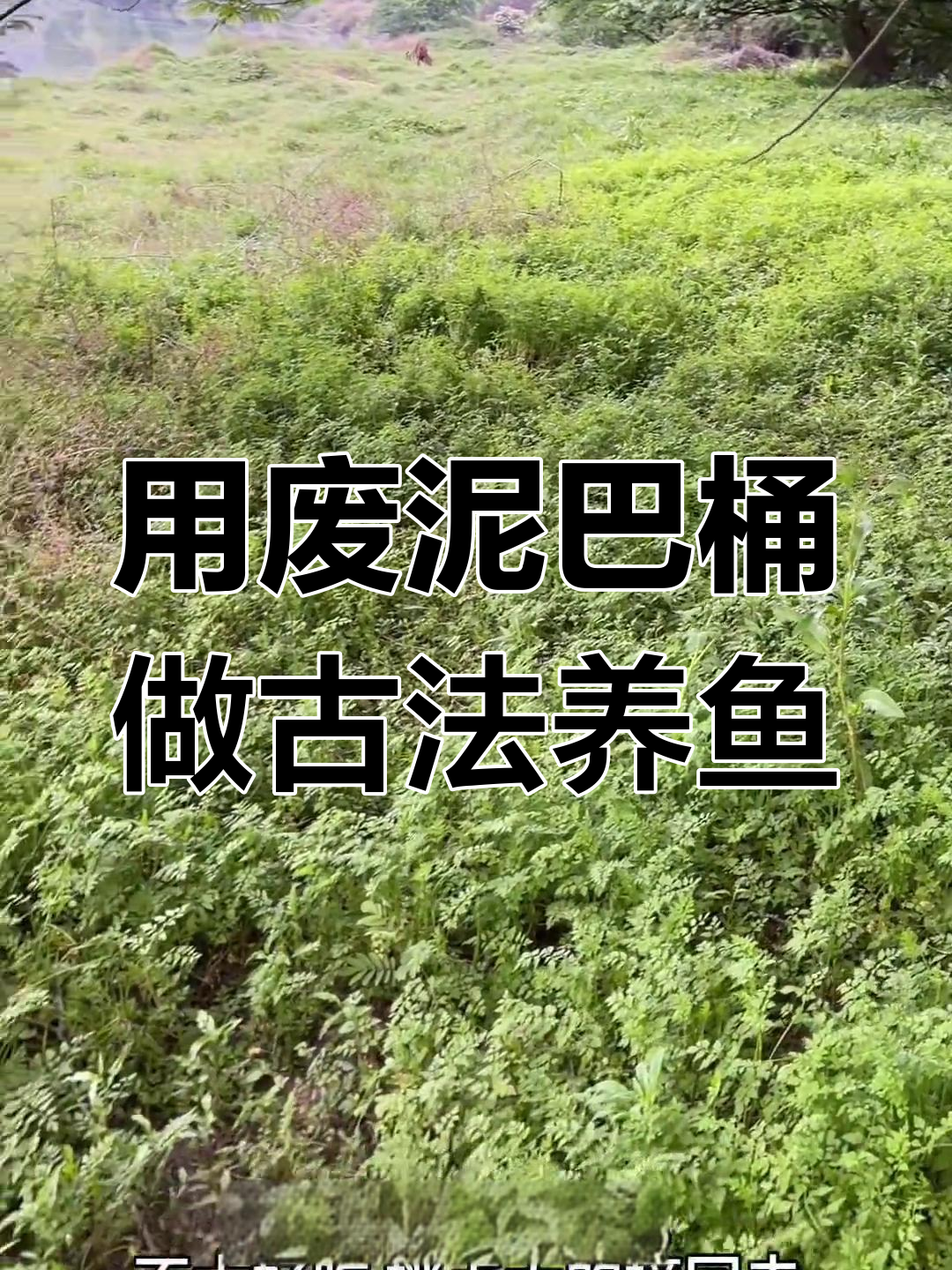 菜地泥巴桶变绿苔生态缸,捡石头养鱼开始