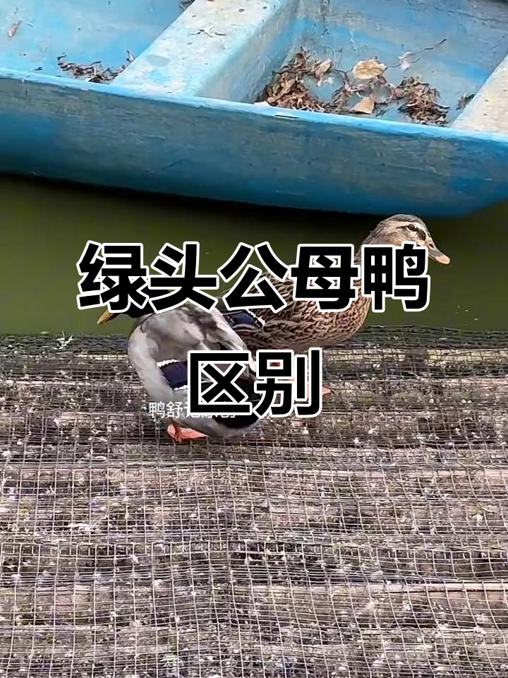 公鸭母鸭如何区分?绿头野鸭一眼识破