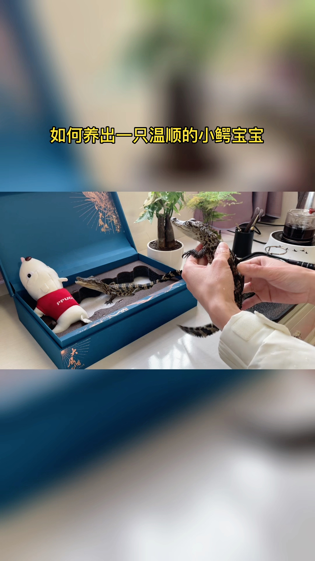 家养的小鳄鱼怎么养才会温顺