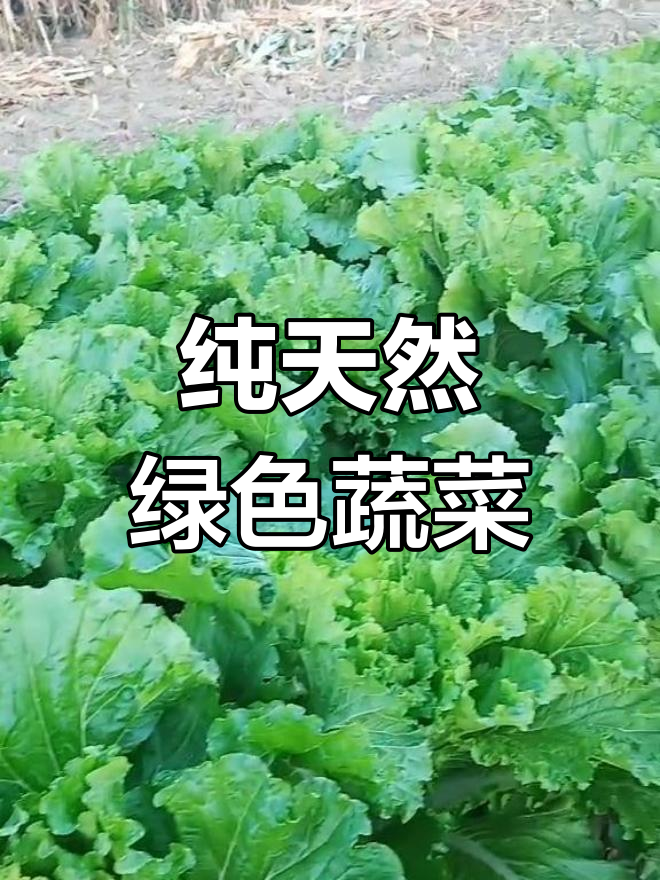 高矮白菜长得好,心能不能抱紧?