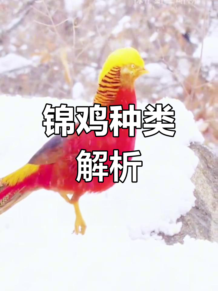 锦鸡种类大揭秘,红腹与白腹的区别你知道吗?