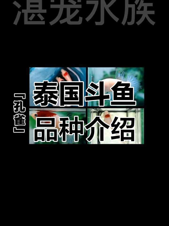 泰国斗鱼种类与花色解析