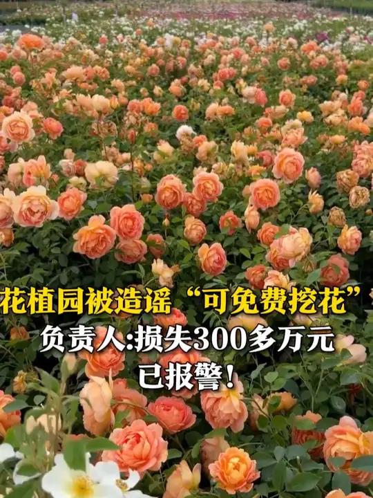 5月8日(报道),四川成都,花植园被造谣“可免费挖花”,多日来从早到晚被市民挖采。甚至有人