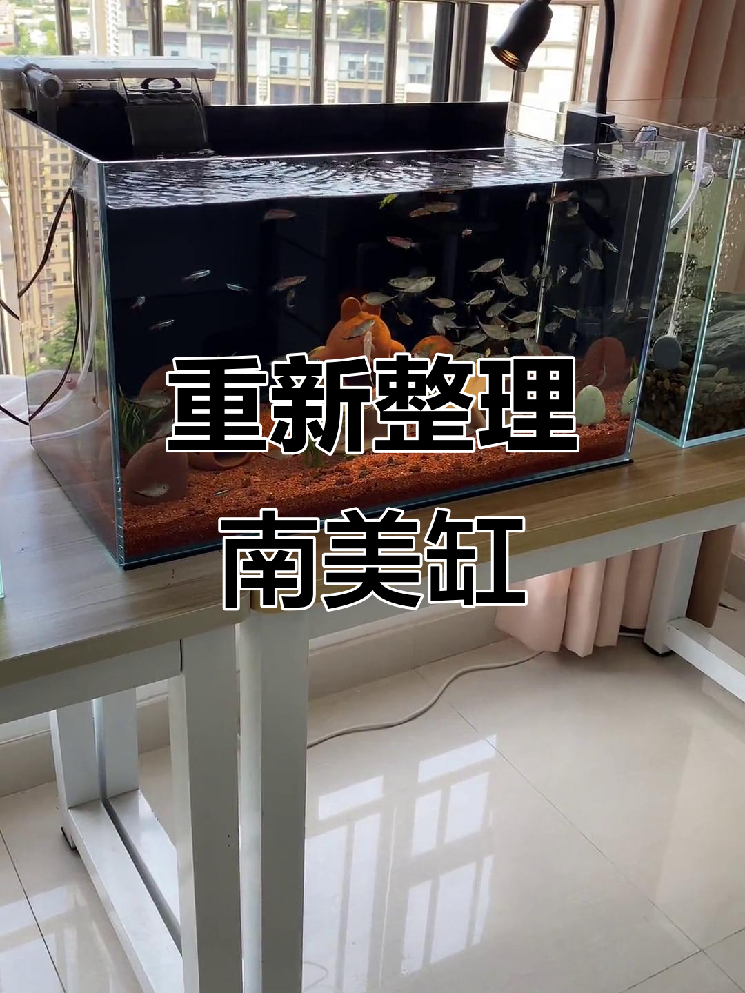 南美缸造景大调整，简洁清爽更显纵深效果