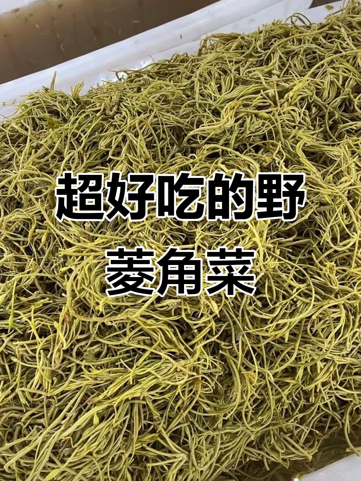 野生嫩菱角菜,口感超赞!