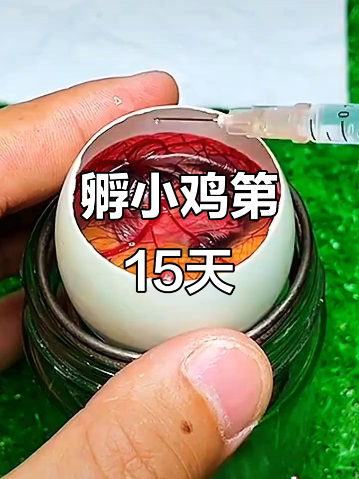 用鸭蛋壳孵化小鸡,15天观察发育情况