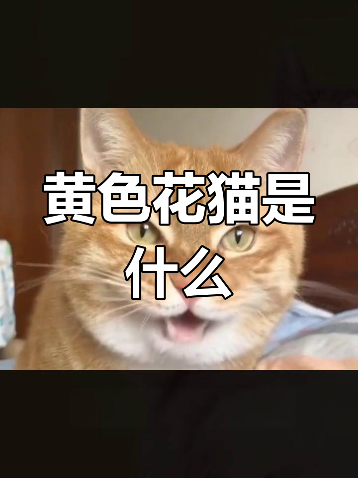 黄狸猫:易胖体质的猫咪品种