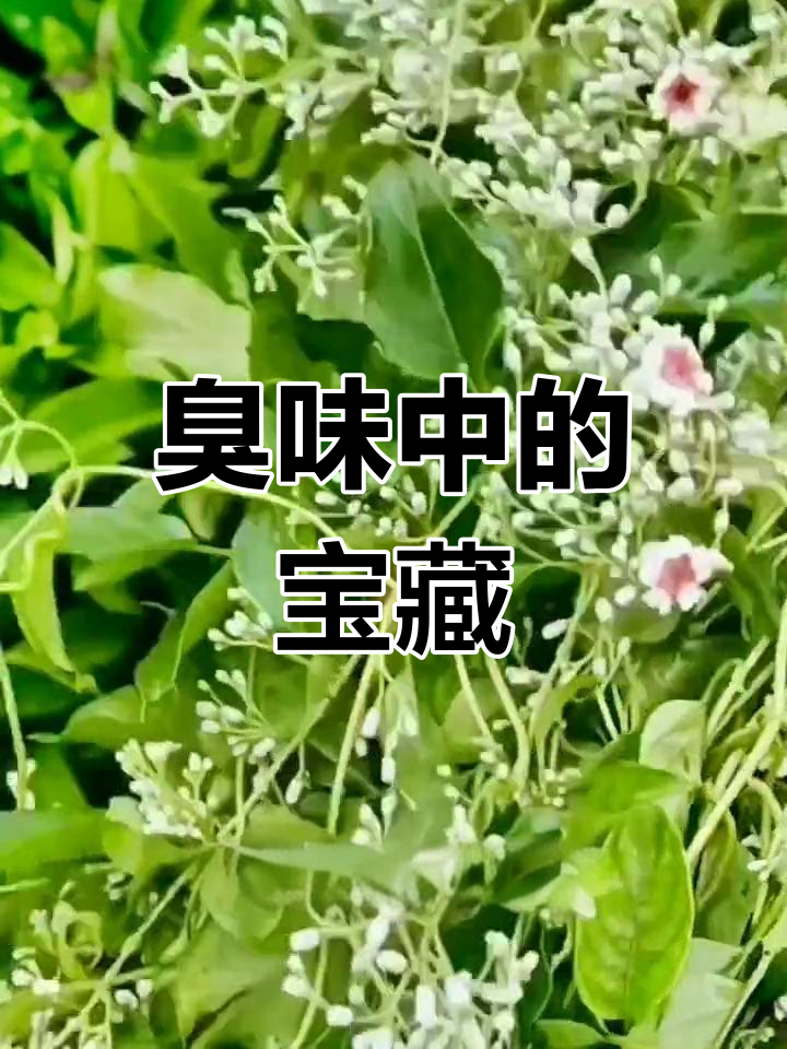 臭鸡矢藤虽难闻,却有独特功效与价值