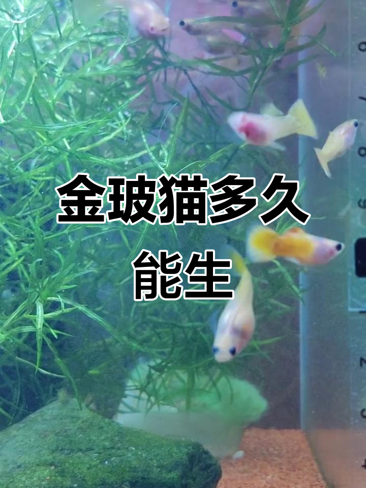 黄金玻璃猫孔雀鱼繁殖周期揭秘,三个月还是两个半月?