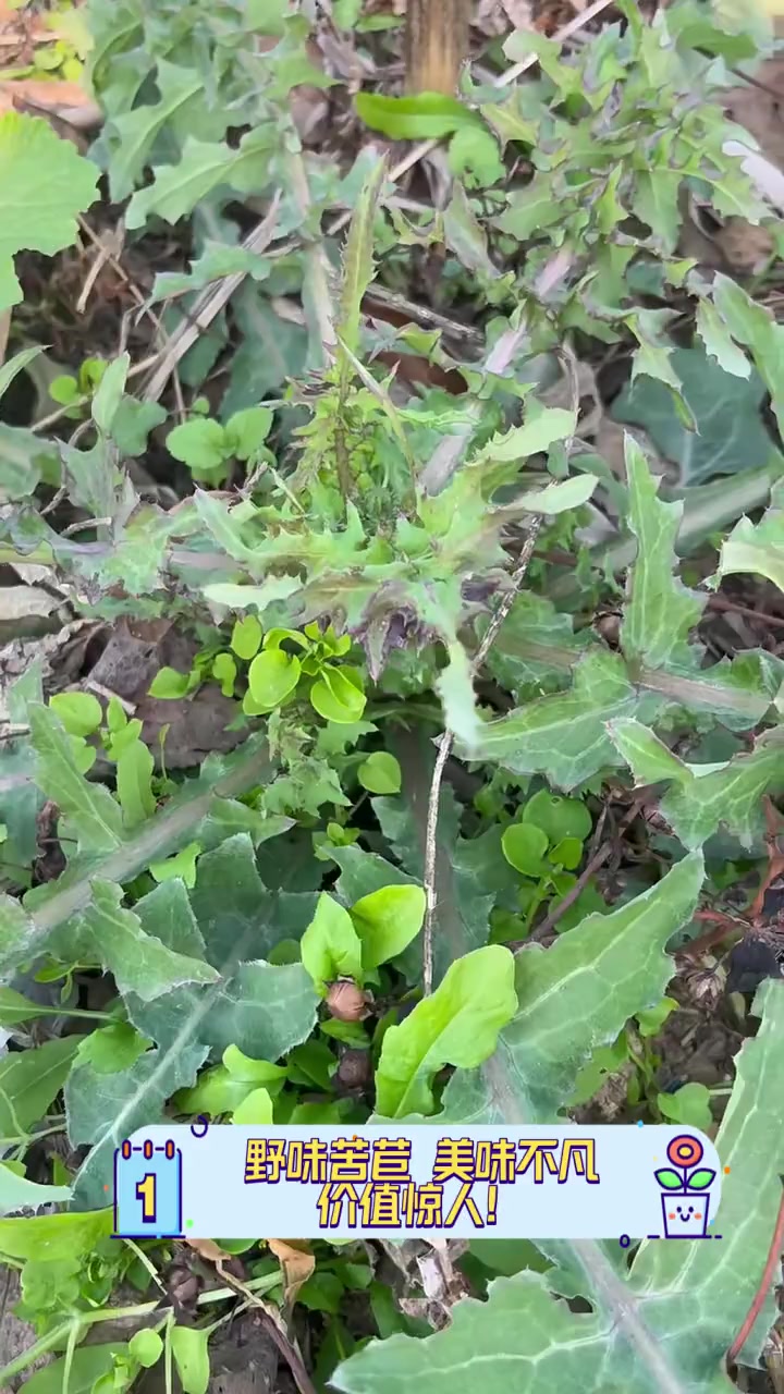 野味苦苣,美味不凡,价值惊人!