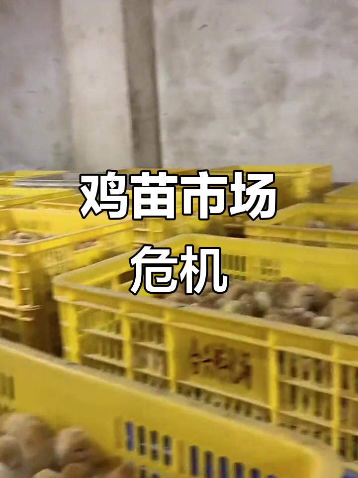 三黄鸡苗市场低迷,养鸡业面临困境,难道都转行了?